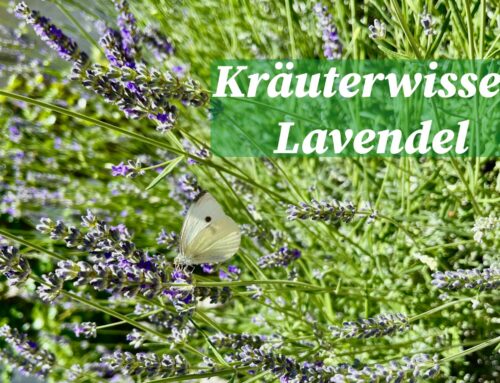 August 2024 – Kräuterwissen Lavendel