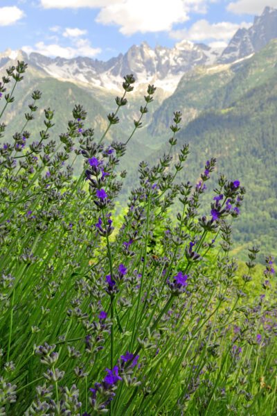 Lavendelfeld in Soglio Lavendel